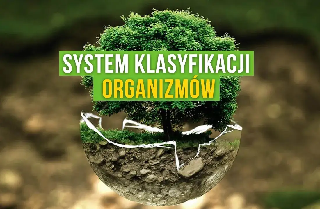 Zdjęcie Co to jest systematyka w biologii i jak wpływa na klasyfikację organizmów